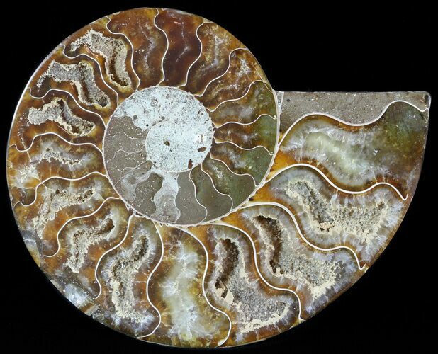 Agatized Ammonite Fossil (Half) #46536